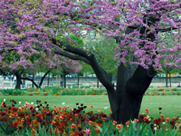 Springtime in Paris